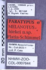 Etikette zu Melanotus hiekei (Platia & Schimmel, 2001) (NHMW-ZOO-COL-0007644)